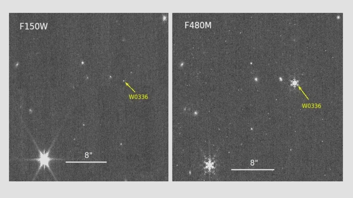 brown dwarfs