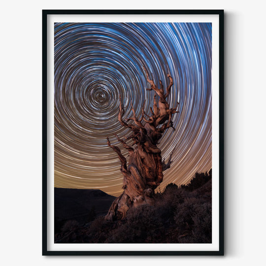Marcin Zajac: Ancient Bristlecone Pine Forest Poster