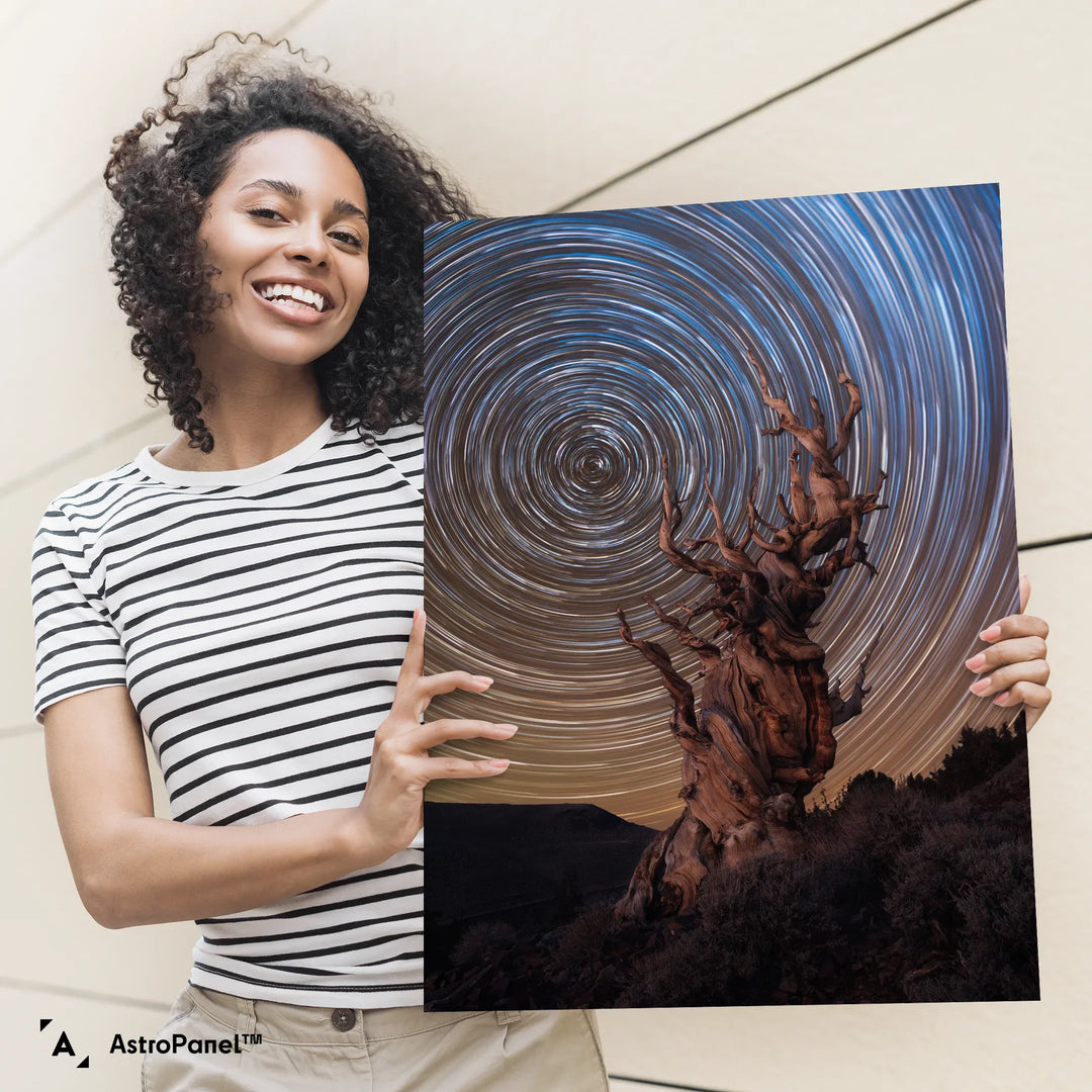 Marcin Zajac: Ancient Bristlecone Pine Forest Poster