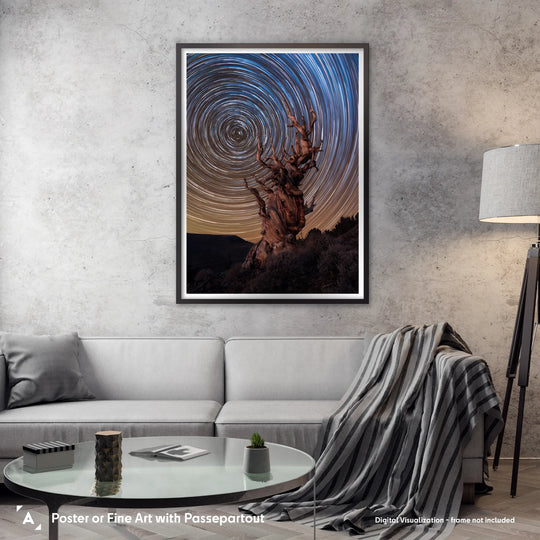 Marcin Zajac: Ancient Bristlecone Pine Forest Poster