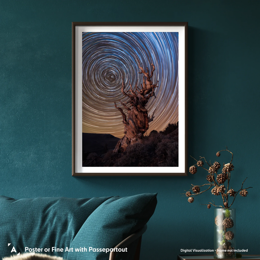 Marcin Zajac: Ancient Bristlecone Pine Forest Poster