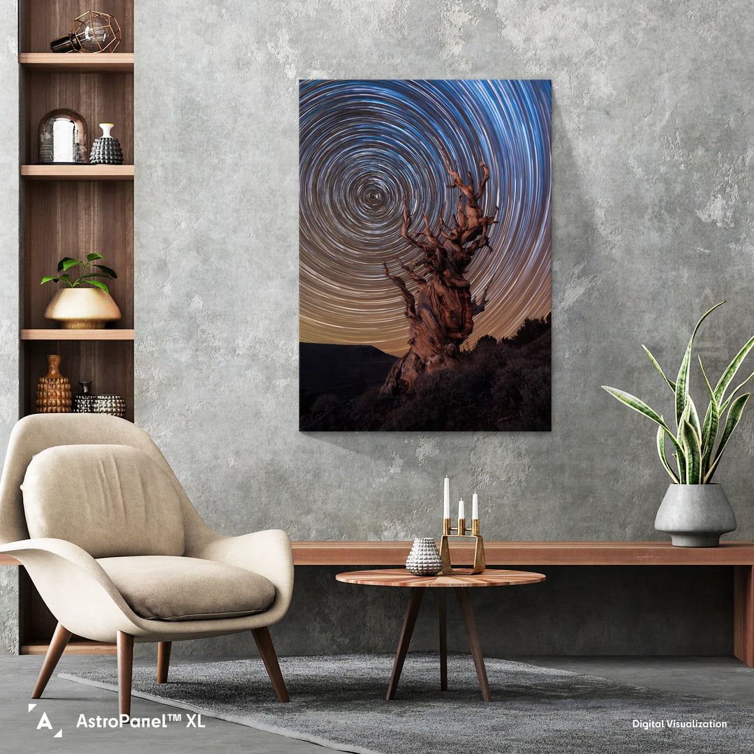 Marcin Zajac: Ancient Bristlecone Pine Forest Poster