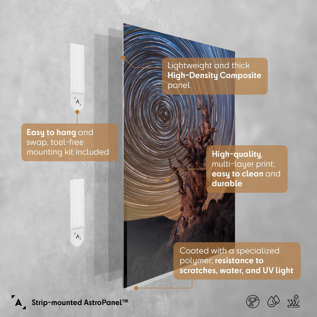 Marcin Zajac: Ancient Bristlecone Pine Forest Poster